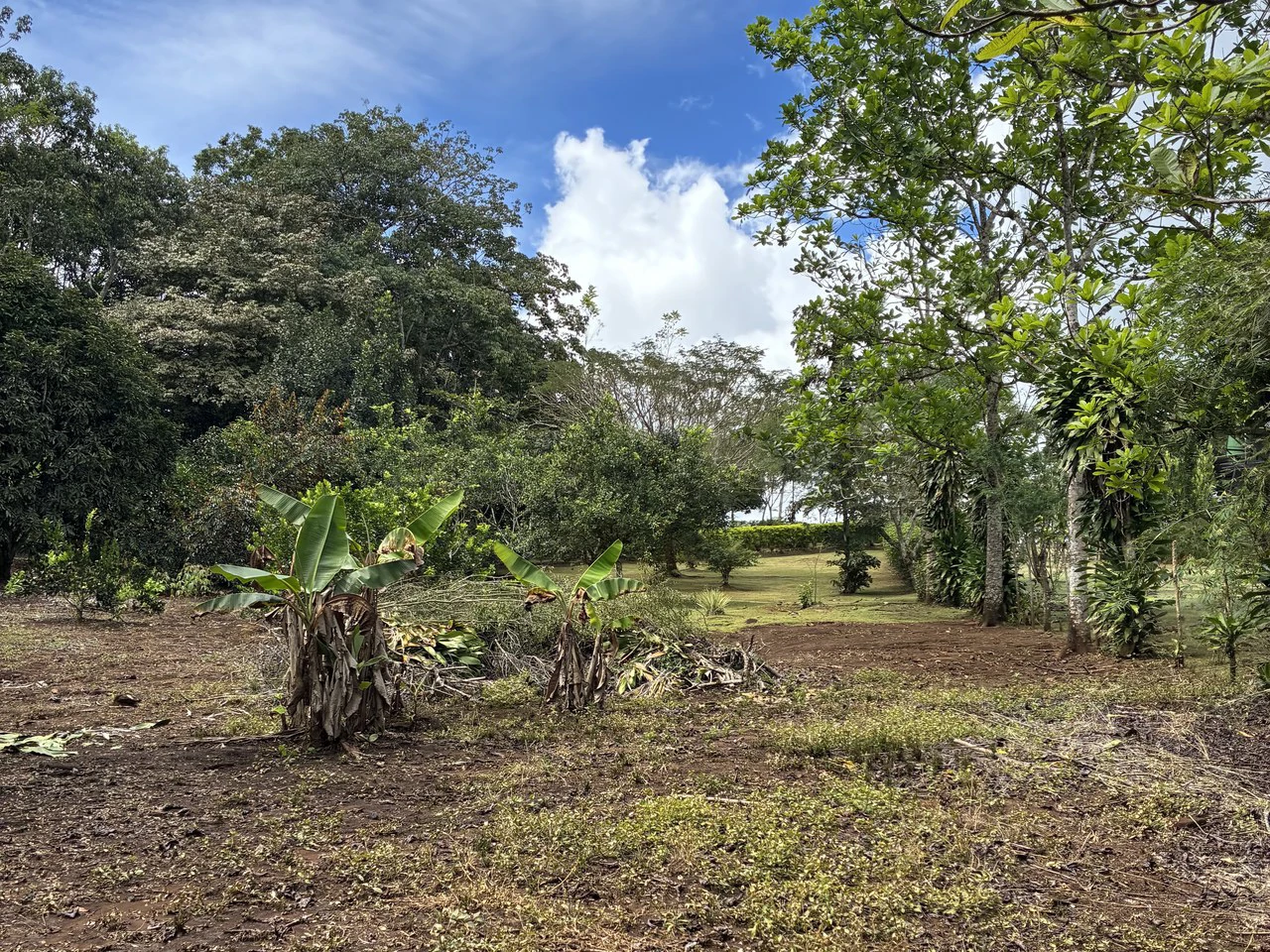 Building Lot 2O minutes from San Isidro with Fruit Trees and Views - Gallery image 5