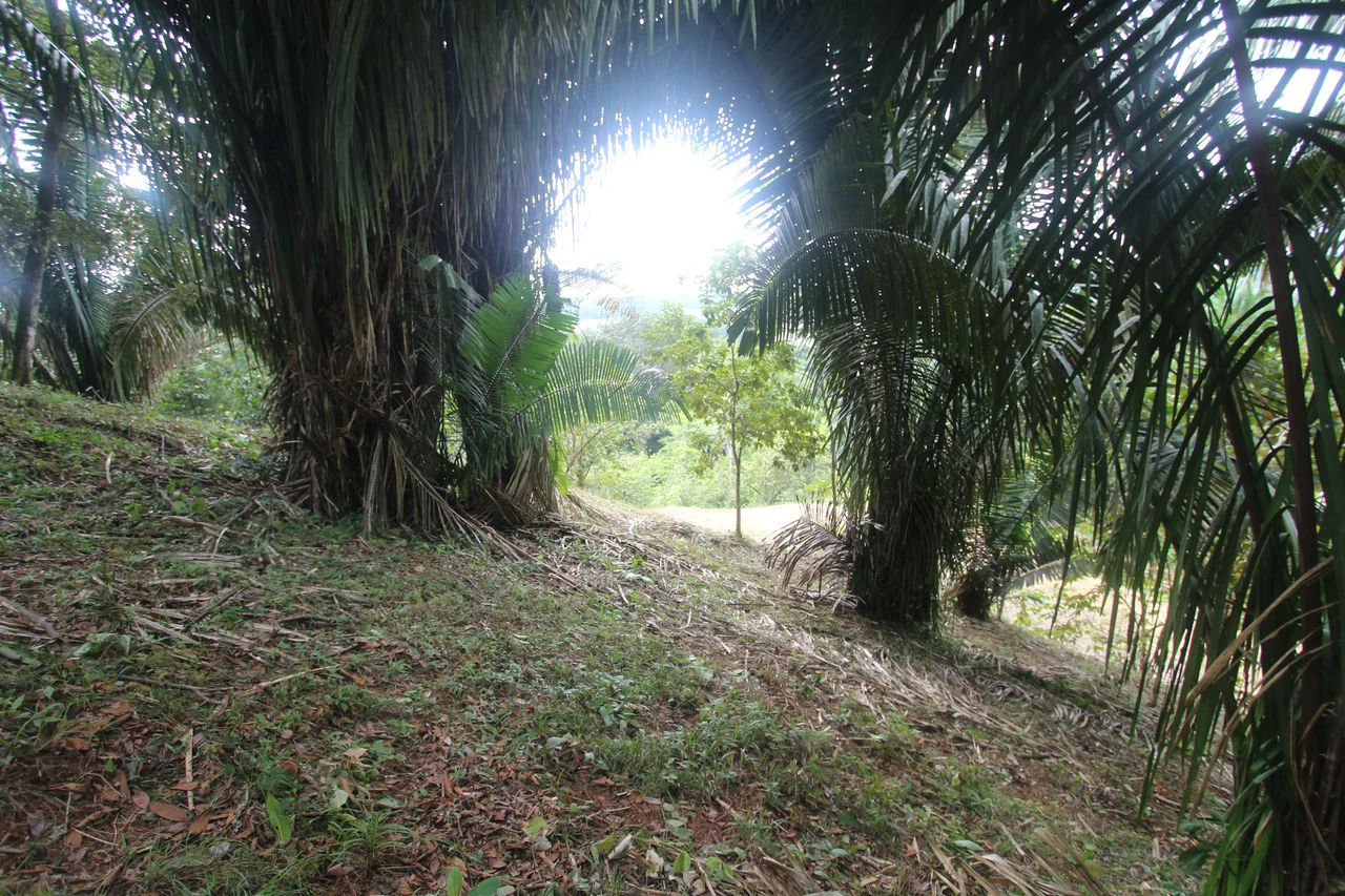 Whitewater Sunset Ocean View Lot Close to Dominical Beach - Gallery image 12
