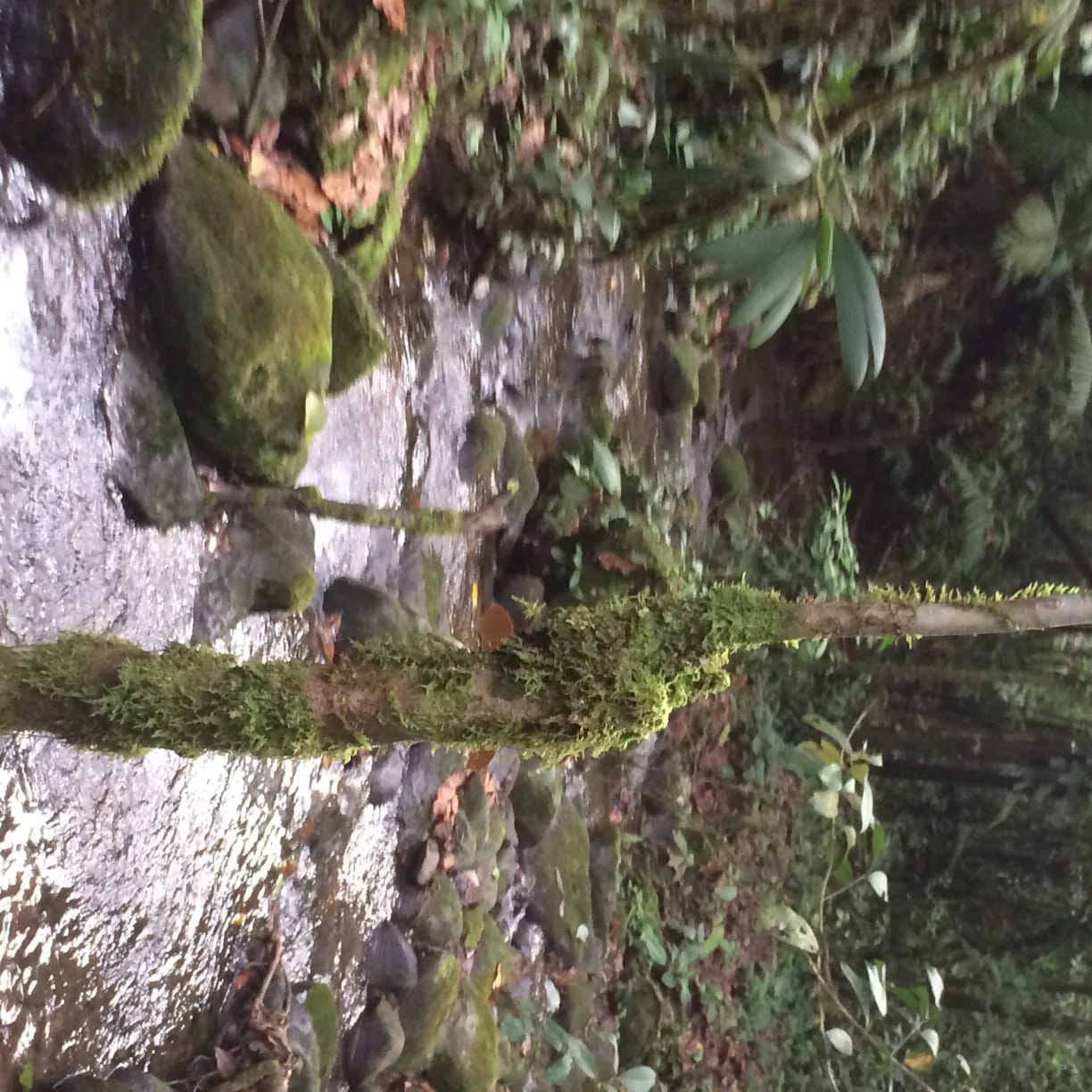 JUNGLE PARADISE: Nature Lovers Dream: 204 acres of Wilderness and a Building Pad - Gallery image 9