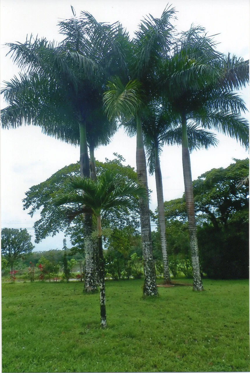 Propiedad muy grande: Countryside House For Sale in Caño Negro - Gallery image 13