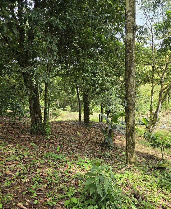 Mountain and Countryside Agricultural Land For Sale in San Isidro del General - Gallery image 9