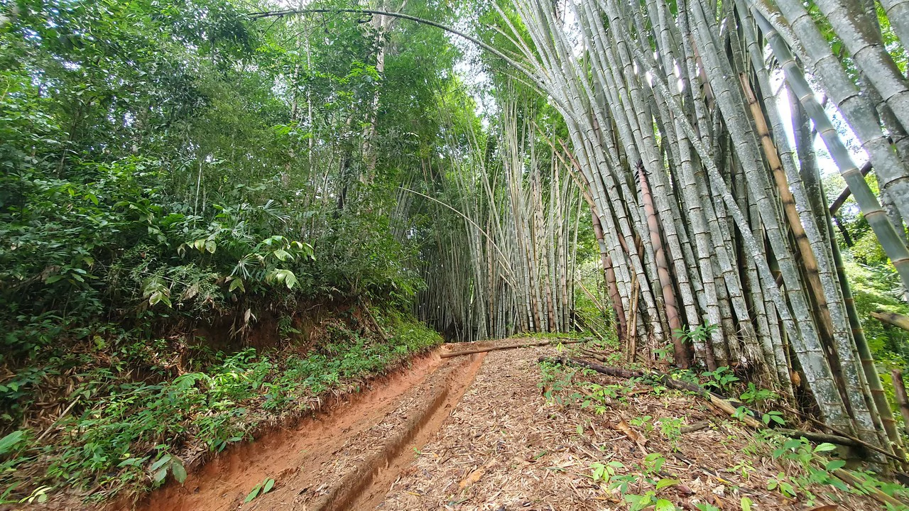 Property #1 with Bamboo Plantation, Development Opportunity (Residential, Hotel, and Industrial). - Gallery image 11