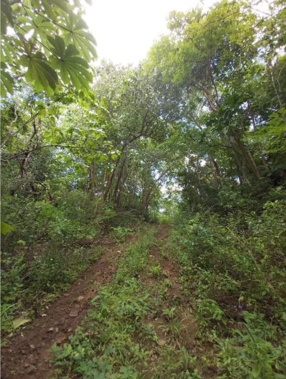 First Time Listed! Playa Avellanas Costa Rica Ocean View Development Land for Sale. Water and Land letter in Place. A Developer Dream! - Gallery image 5