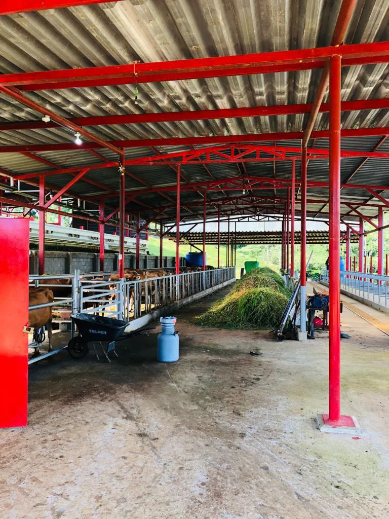 Professional Milk Factory for Sale with a big house in the mountains of Bijagua Costa Rica - Gallery image 21