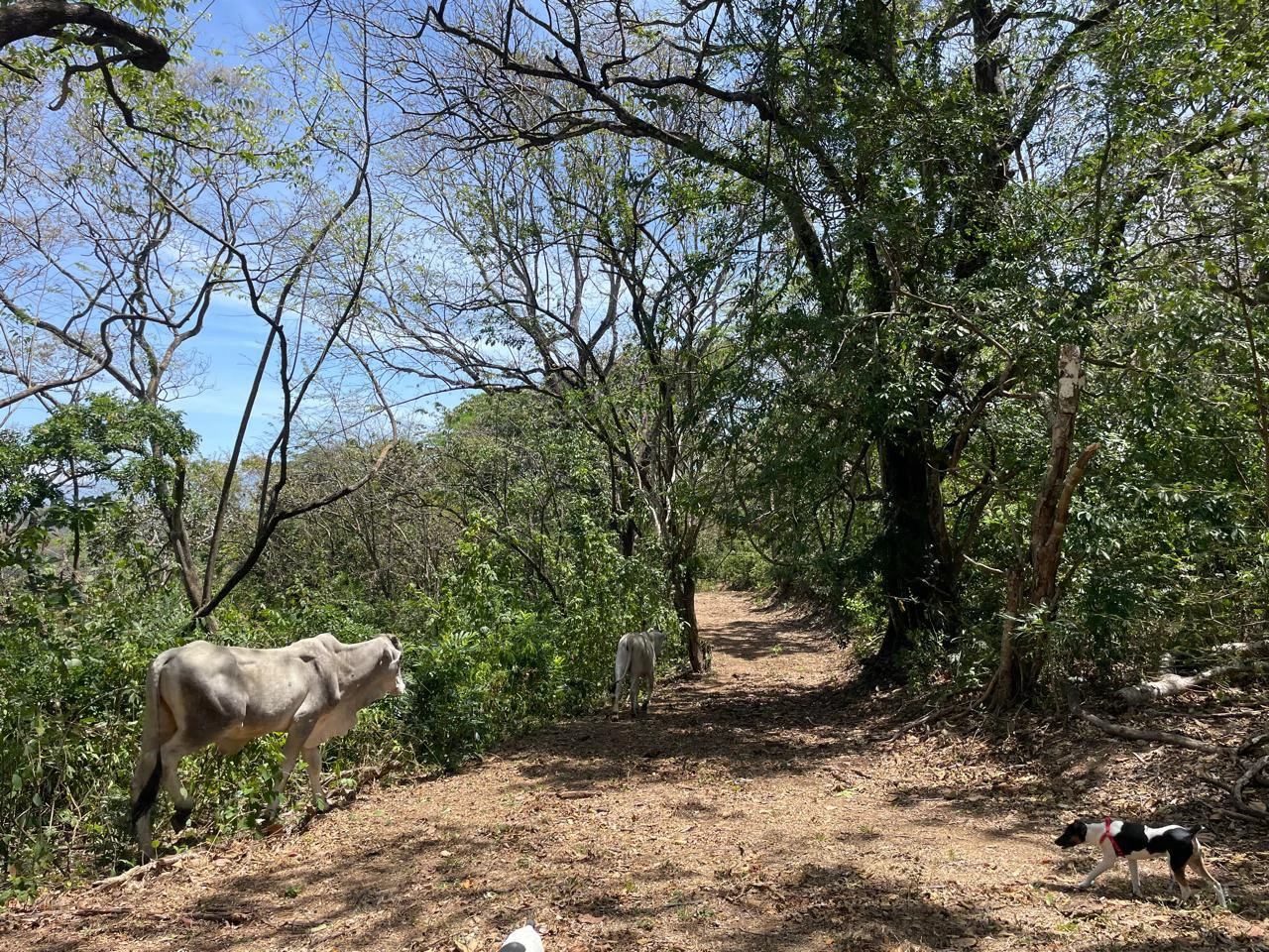Ocean view property for sale Rodeo Ciudad Colon San Jose Costa Rica - Gallery image 9