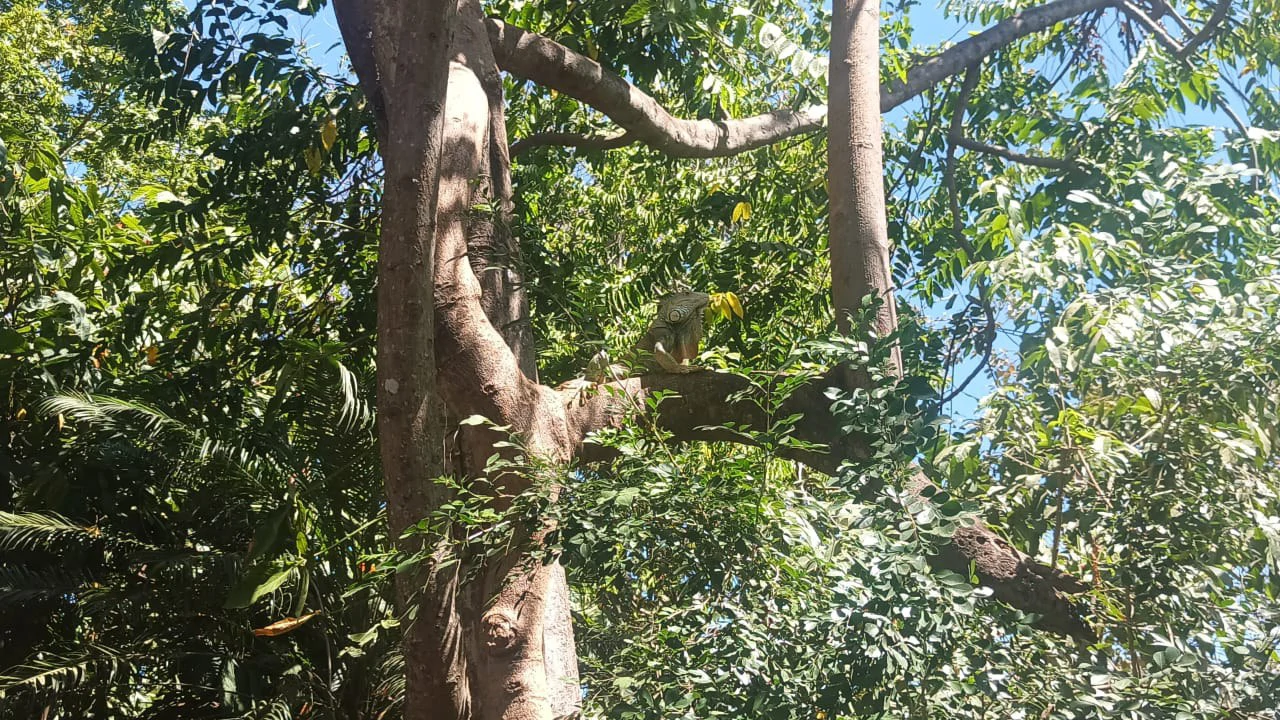 Prime Lot, very close to the beach for sale in the center of Playas del Coco - Gallery image 12