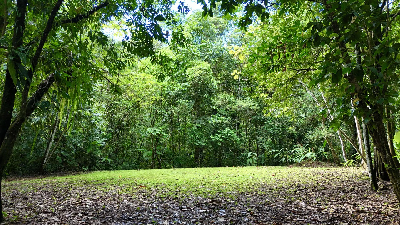 Selva Vista Estate: 5.9 Acres of Wild Beauty - Gallery image 16
