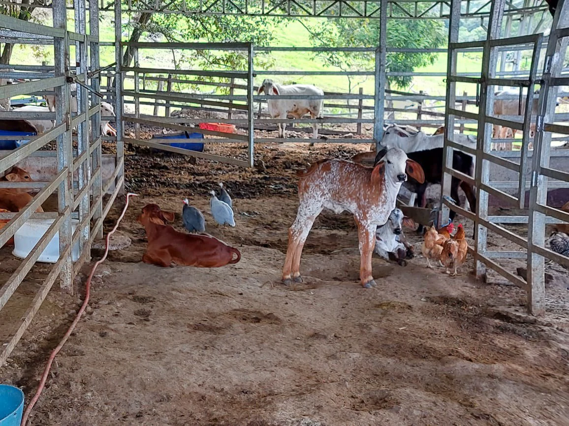 HACIENDA LOMBARDIA : Fully Operating Livestock Business - Gallery image 7