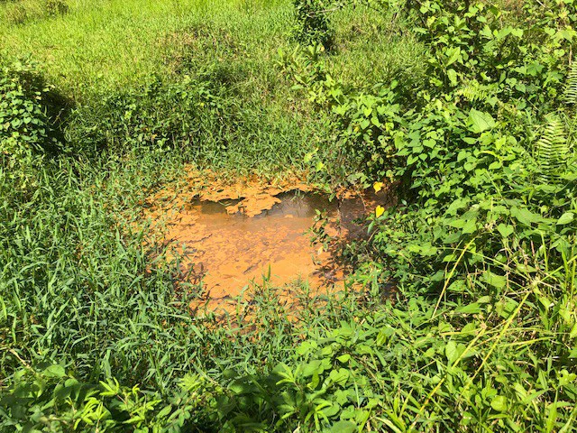 Cold & Hot springs surrounded by an overgrown farm, taken back by nature - Gallery image 41
