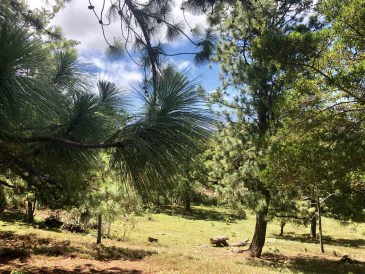 Property For Sale in Calle Zurqui