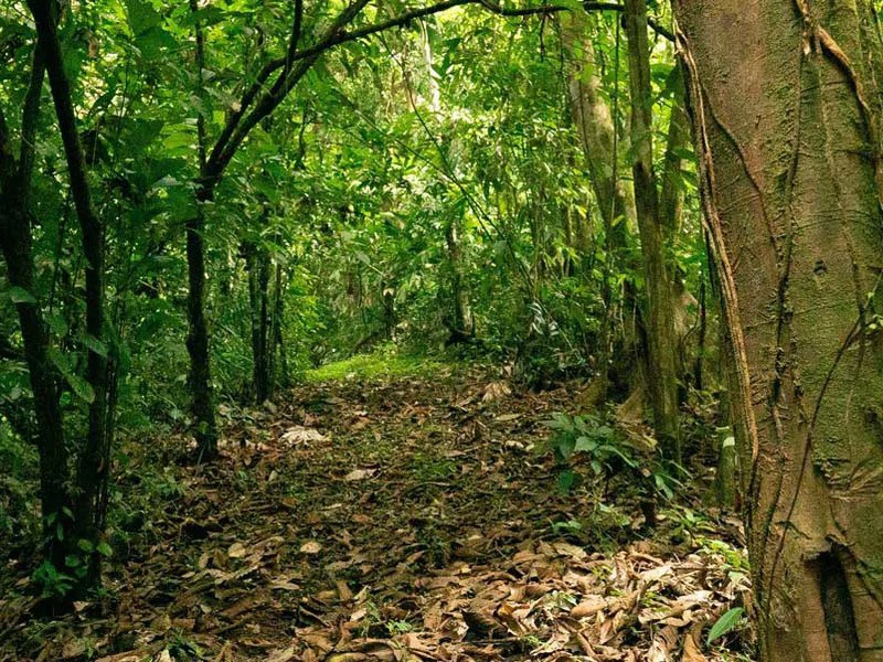 Golfo Dulce Jungle Reserve Extraordinary property in Cañaza - Gallery image 5