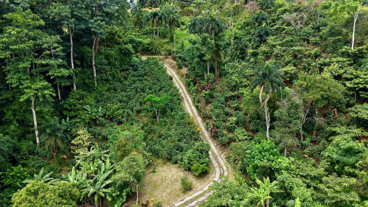 FINCA CON CASA Y MIRADOR: Mountain Agricultural Land For Sale in La Amistad - Gallery image 4