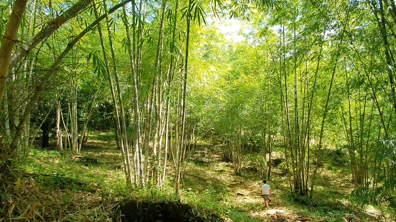 Property #2 with Bamboo Plantation, Development Opportunity (Residential, Hotel, and Industrial). - Gallery image 9