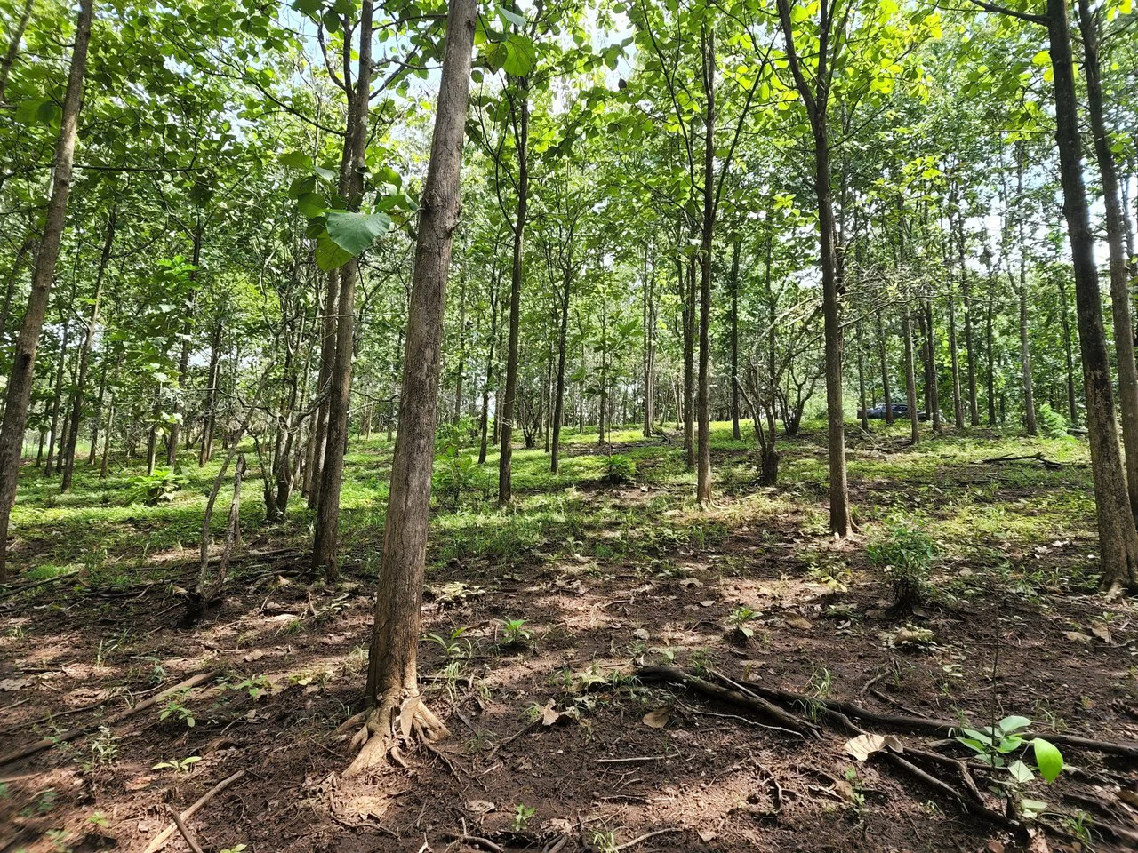 INVEST IN A TEAK PLANTATION FOR 25 YEARS - Gallery image 13