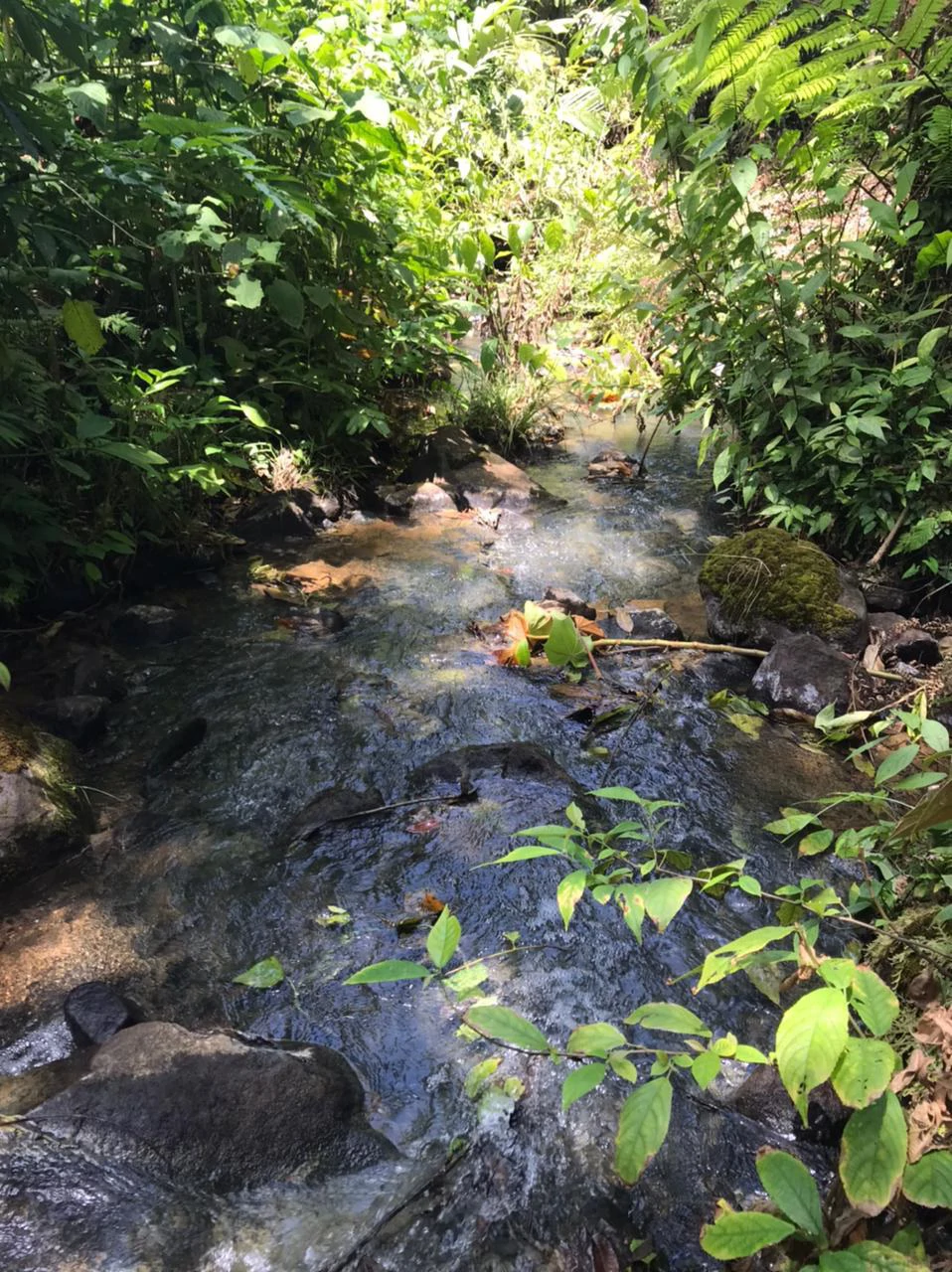 Hot Springs Property for Sale with Two Natural Hot Water Springs, Two Cold Water Creeks, and a Giant 300-Year-Old Tree