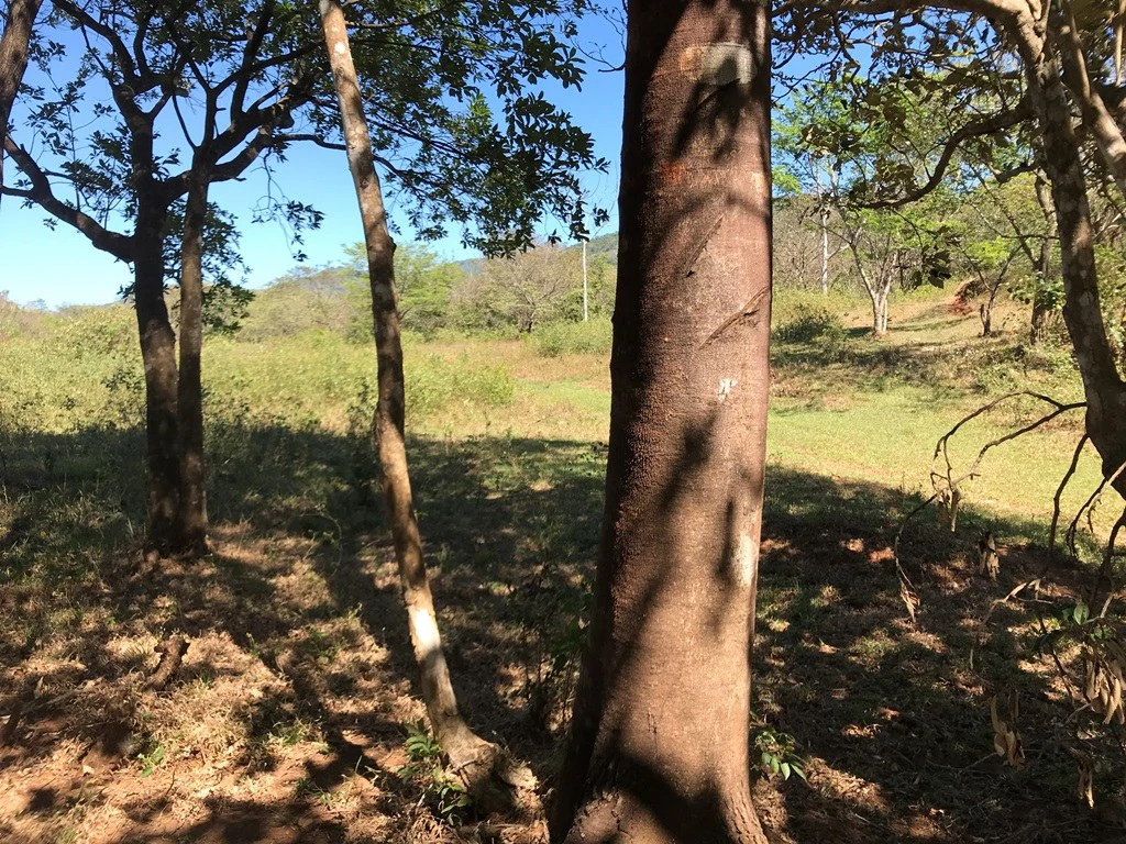 Ocean view farm for sale in the mountains of San Juanillo - Gallery image 6