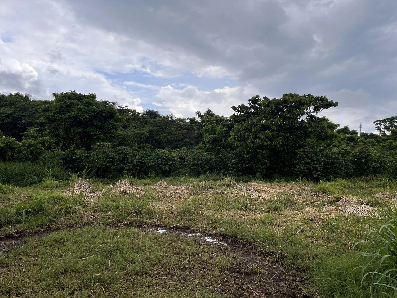 Propiedad apta para Desarrollo Comercial, en venta. San Ramón de Alajuela.: Development Parcel For Sale in San Ramón