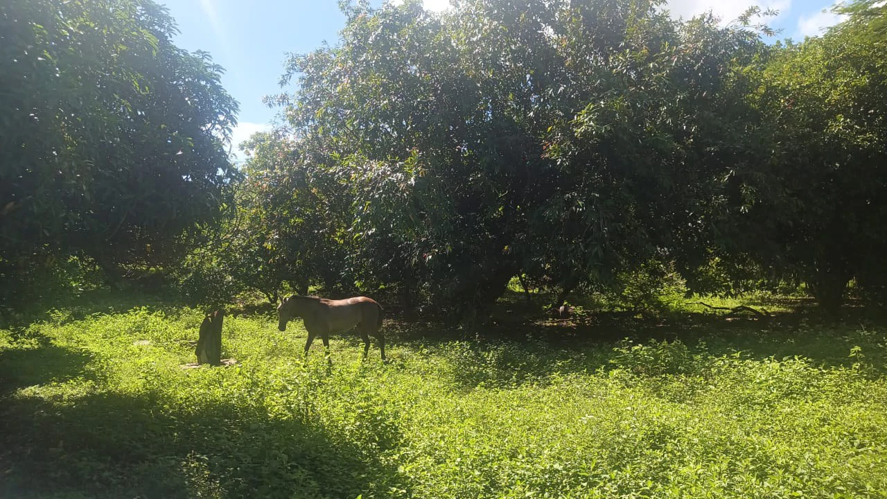 Riverfront, Mountain and Countryside Agricultural Land For Sale in Cañas Dulces - Gallery image 5