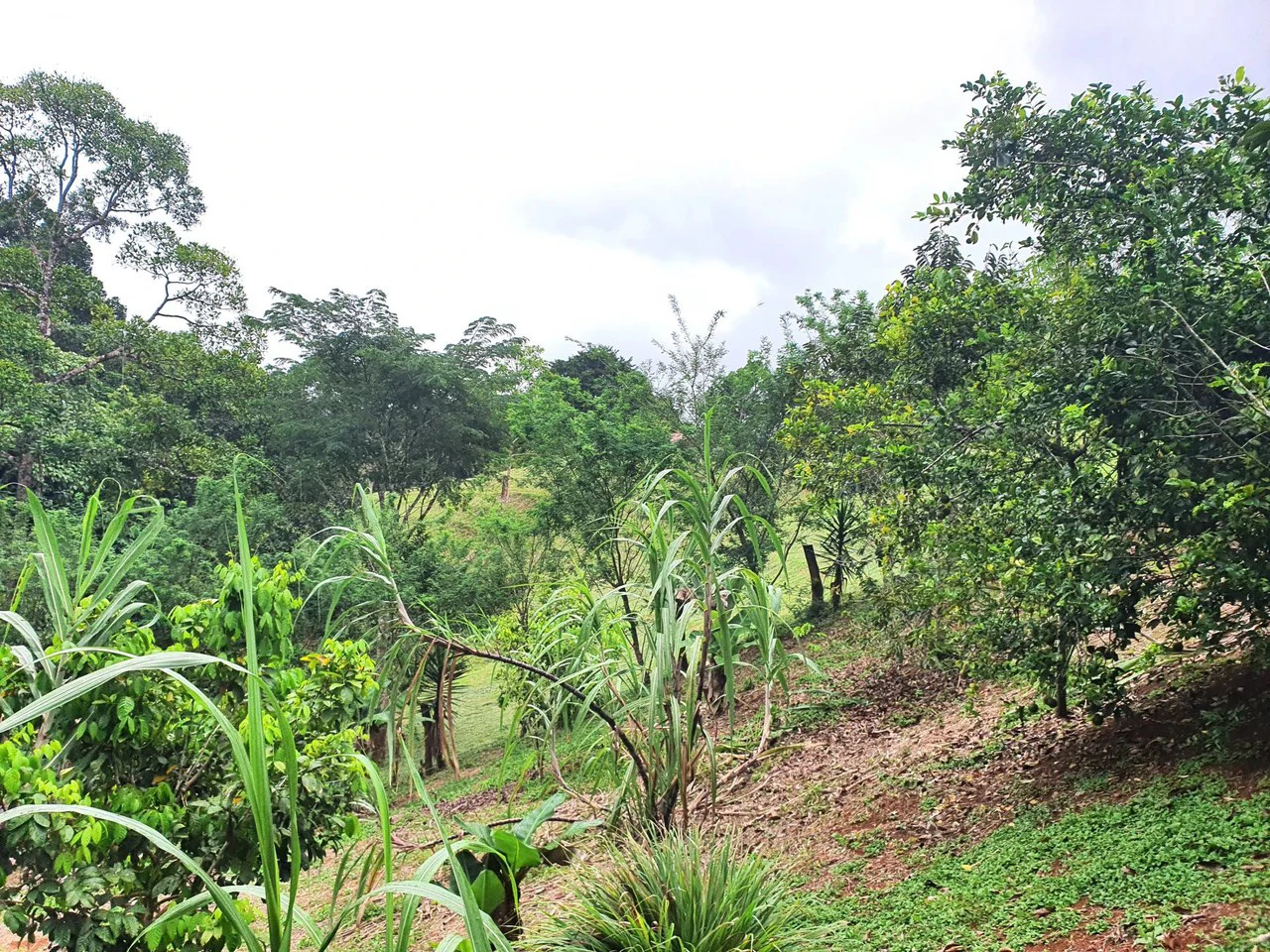 Land in Bijagual with a river crossing the property! - Gallery image 10