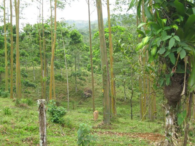 Beautiful Paradise farm for sale in the Bijagua area, nature, peace, and riverfrontage - Gallery image 2