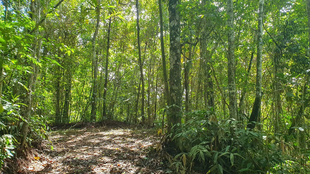 Property #2 with Bamboo Plantation, Development Opportunity (Residential, Hotel, and Industrial). - Gallery image 6