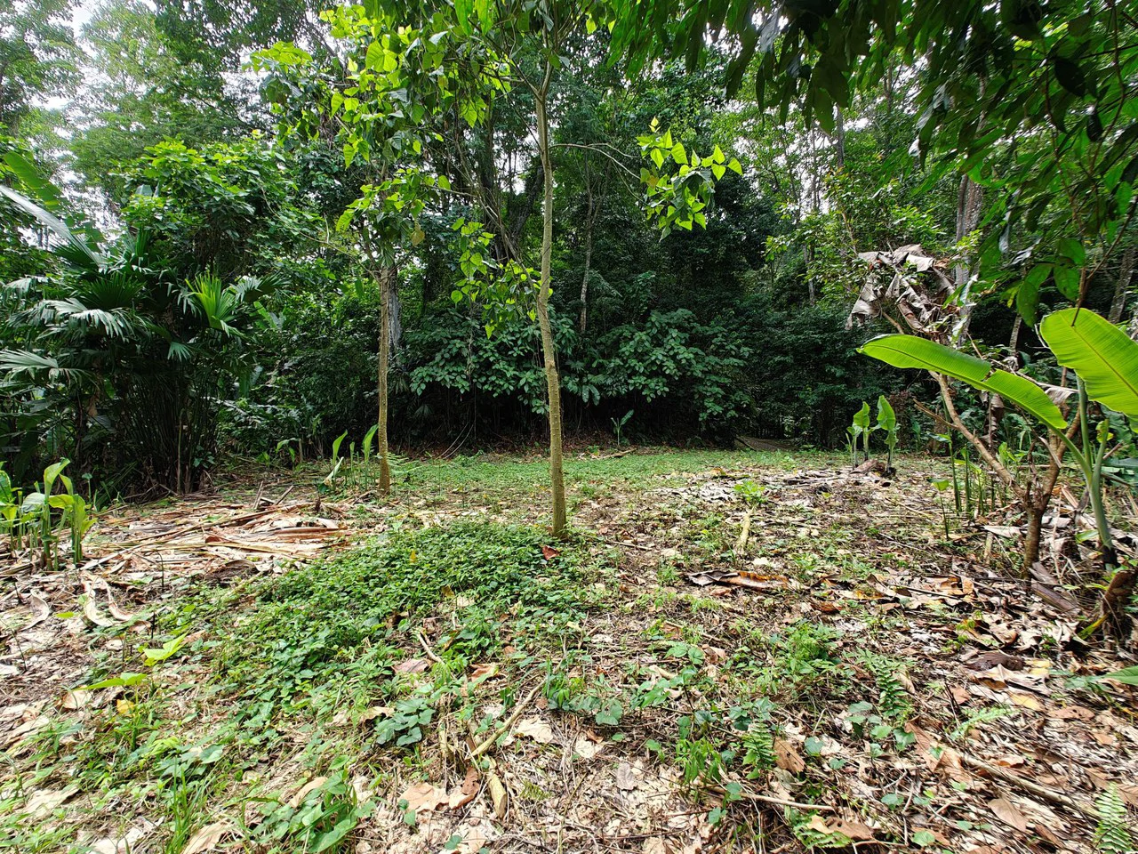 Mountain-Edge Sanctuary with Private Waterfall: 3 Titled Jungle Lots with Platforms, Waterfall, and Income Potential - Gallery image 15