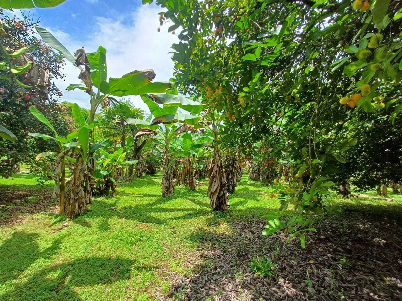 Finca La Palma, Cañaza, Puerto Jiménez - Gallery image 16