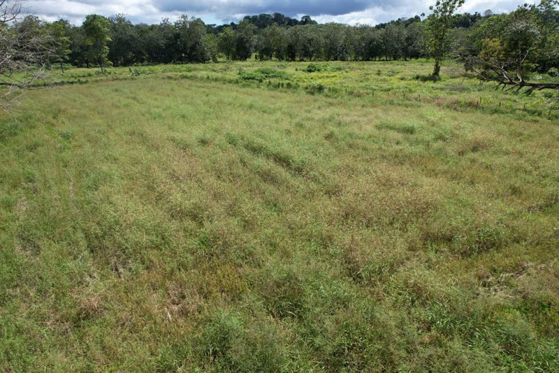 Land For Sale with Excellent Location in La Amapola, Puerto Jimenez - Gallery image 4