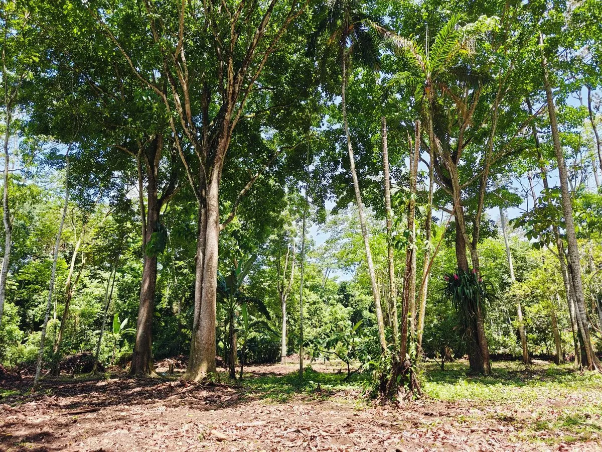 ID 961: Lot 4 - 5383 sqm - New Development on Old Yard Road, Cahuita - 300 Meters to the Beach - Gallery image 6