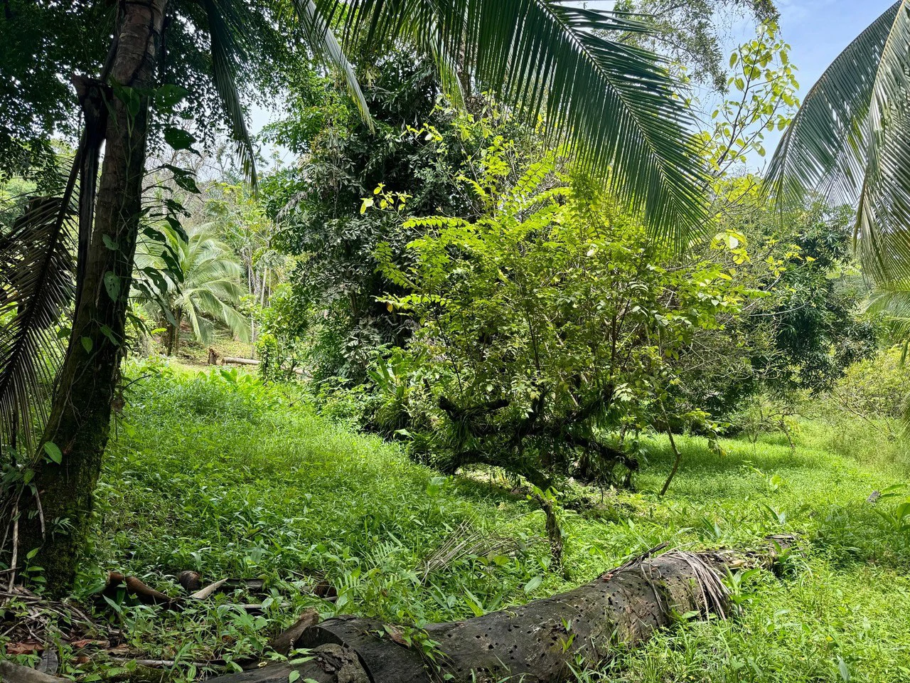 0.25 ACRES – Easy Access Flat Affordable Property In Escaleras With Public Road, Asada Water, Power, and Internet!!! - Gallery image 3