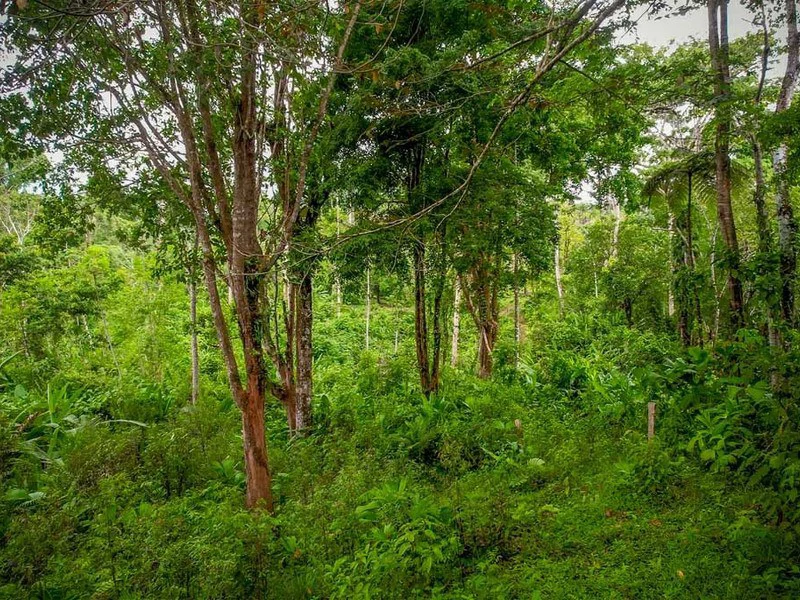 Golfo Dulce Waterfall Jungle Farm | A Nature Lover's Dream Come True - Gallery image 9