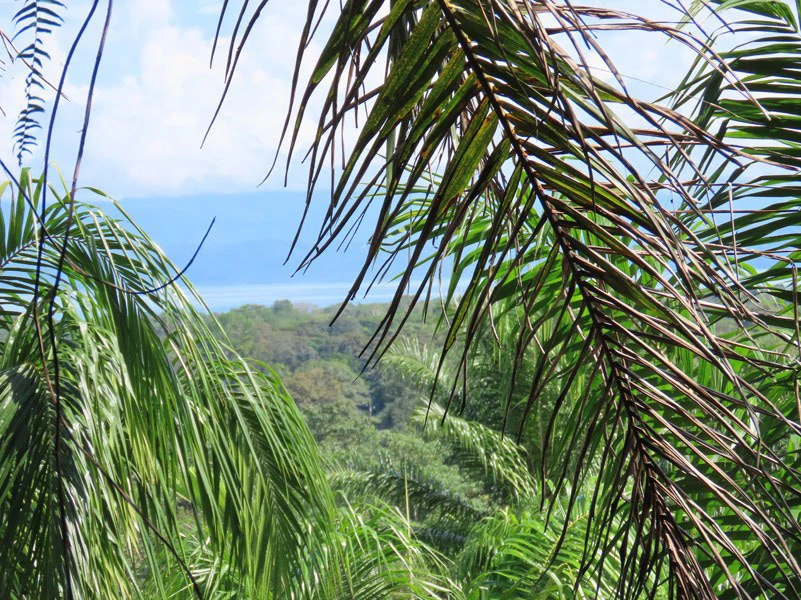 Palm Farm with Ocean View, Ideal for Ecotourism or Residential Development - Gallery image 13
