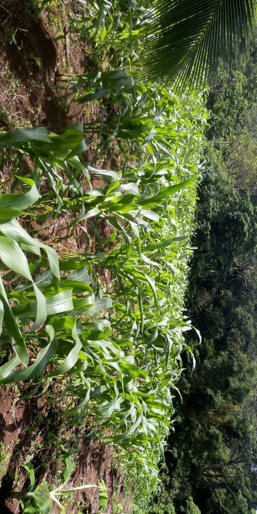 Agricultural farmland for sale in Aguas Claras, Alajuela, 1 house and many fruit trees - Gallery image 11