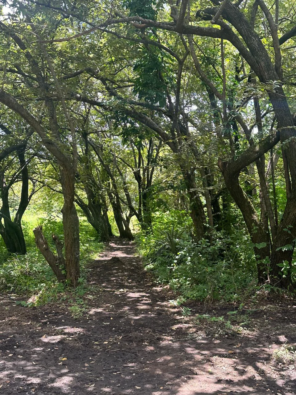 4 Adjacent Natural Lots in Quebrada Grande, Liberia – Starting at ₡18,000,000 - Gallery image 2