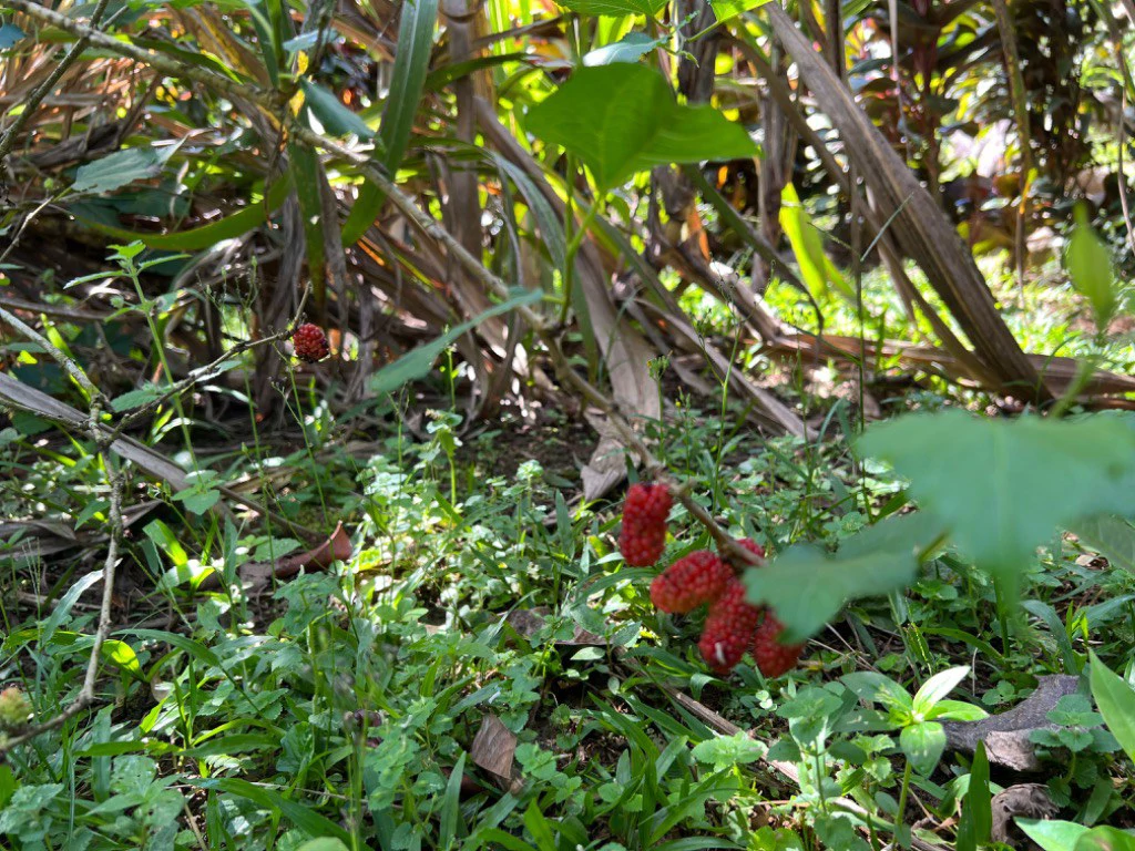 Mountain Home Construction Site For Sale in Convento - photo 11