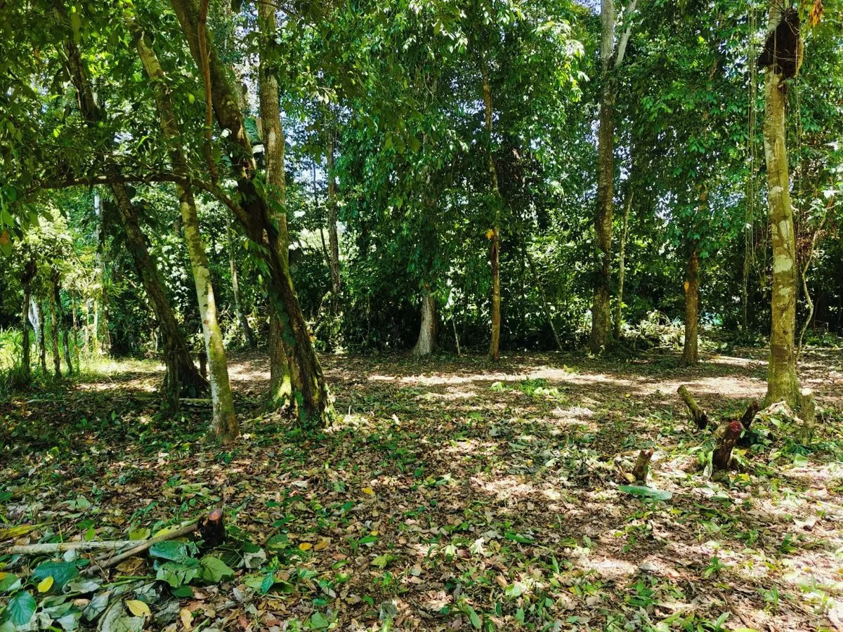 ID 879: Lot 5 - 2237 sqm Creekside Titled Lot Near Playa Grande, Cahuita - Old Yard Development - Gallery image 4