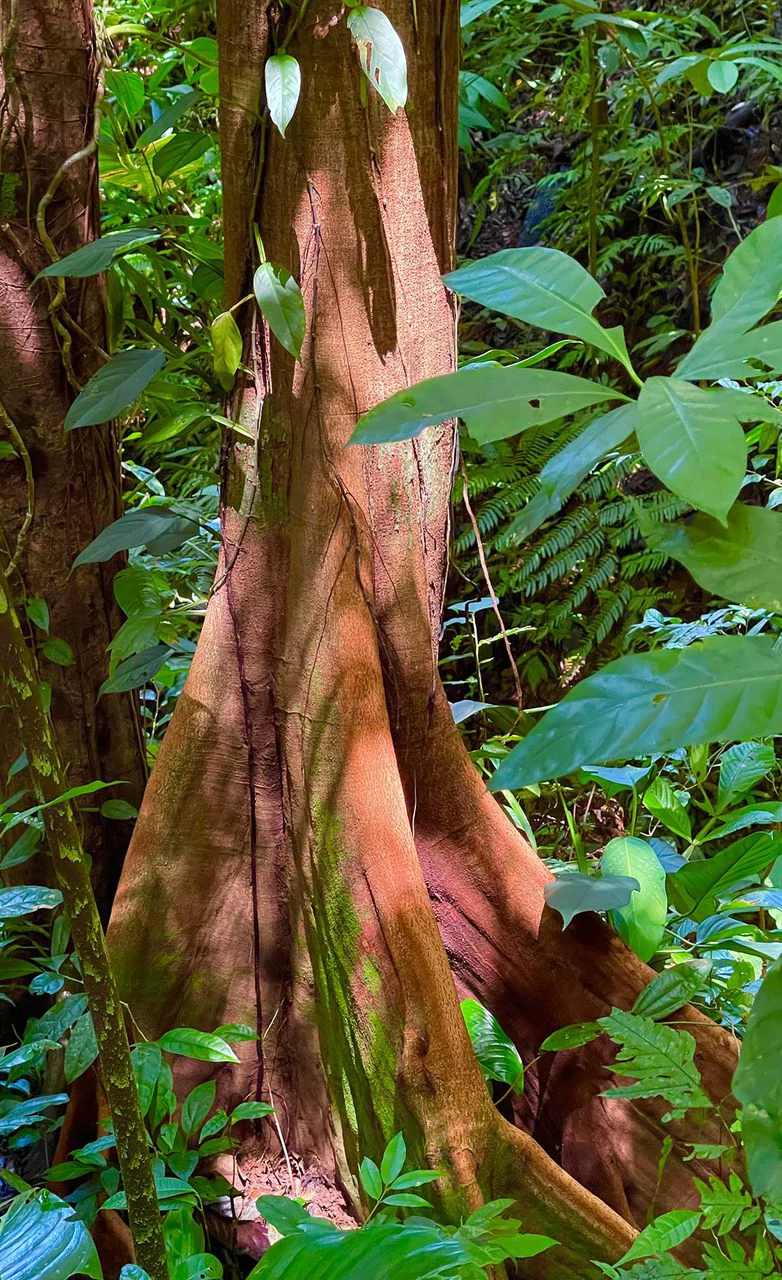 ID 4167: Investment Opportunity: 8-Acre Reforested Mountain Finca in Puriscal - Gallery image 16