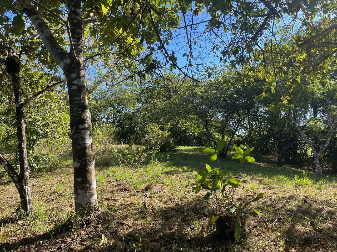 4000m2 Ready to Build Lot in Delicias: Partial Ocean Views in Great Neighorhood - Gallery image 3