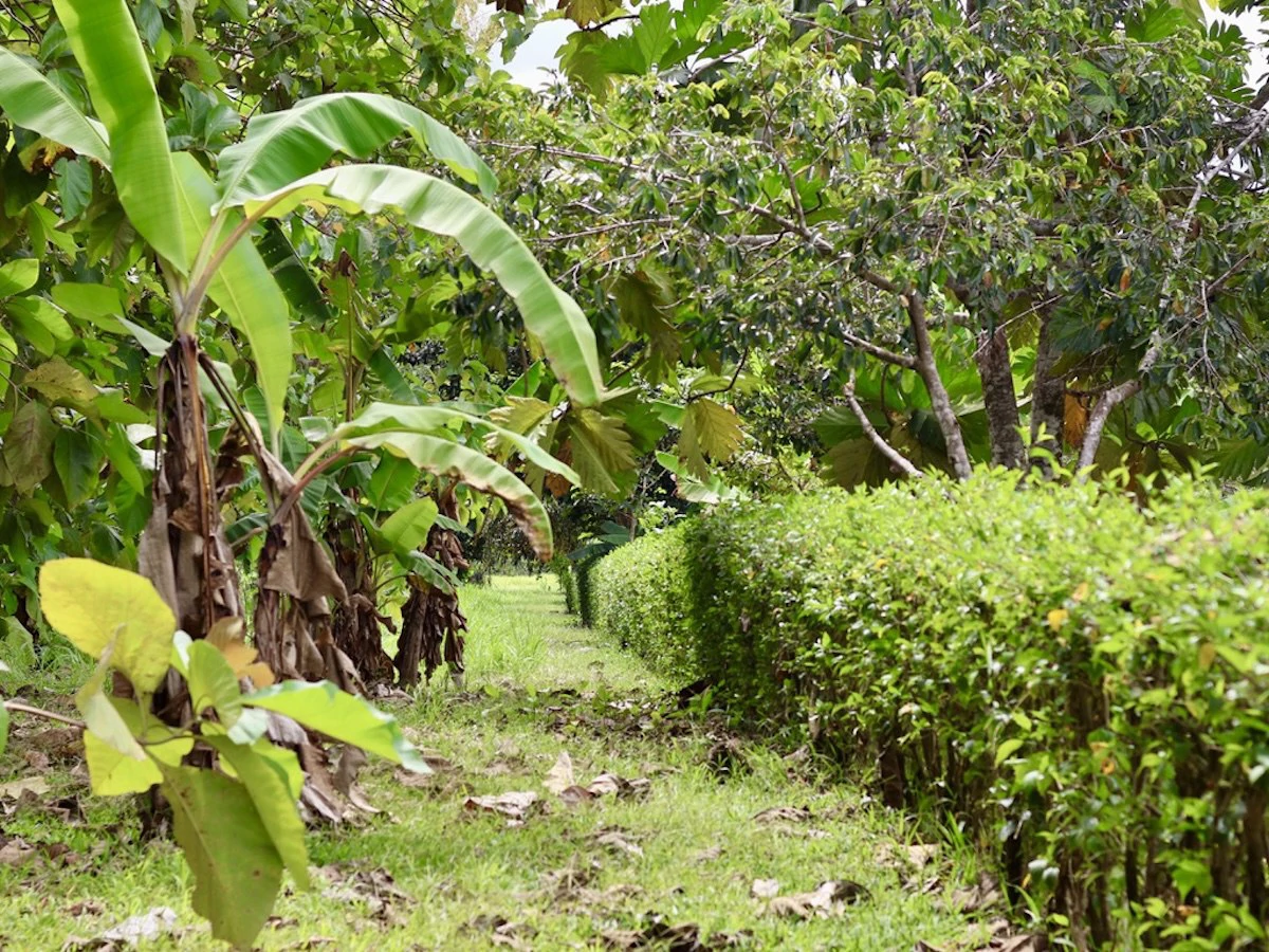 Large Building Lot Near Puerto Jiménez - Gallery image 4