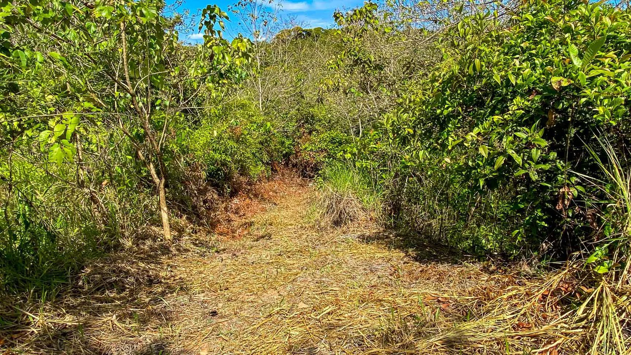 32 Acre Self Sustainable Farm with House Close Ojochal - Gallery image 70