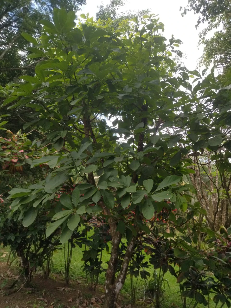 Pristine Business for Sale in Santo Domingos Forest, 3 cabins surrounded by wild nature, Tilapia lake with a dock, and a Restaurant - Gallery image 14