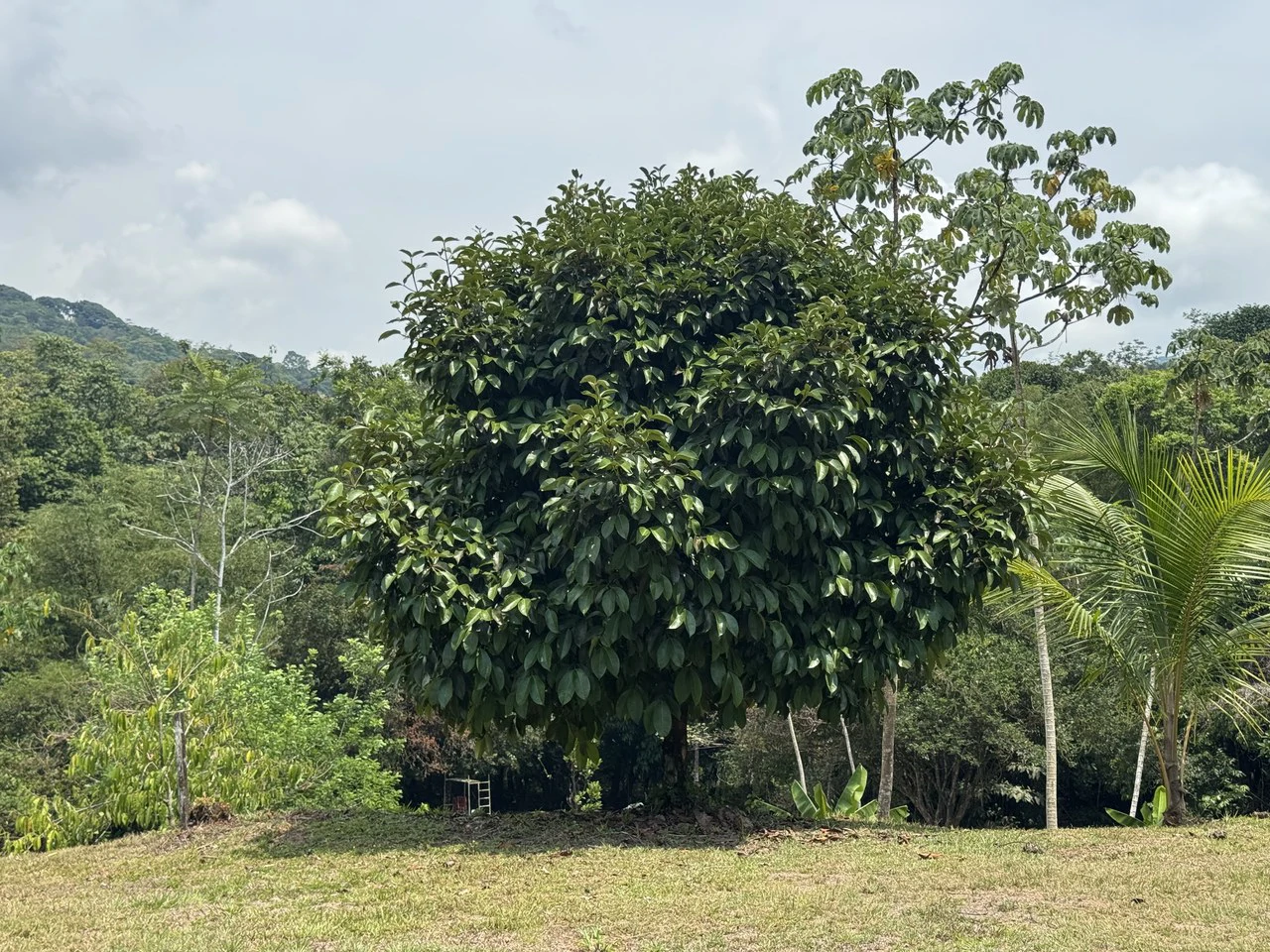 50 Acre Waterfall and River Paradise Above Dominical - Gallery image 66