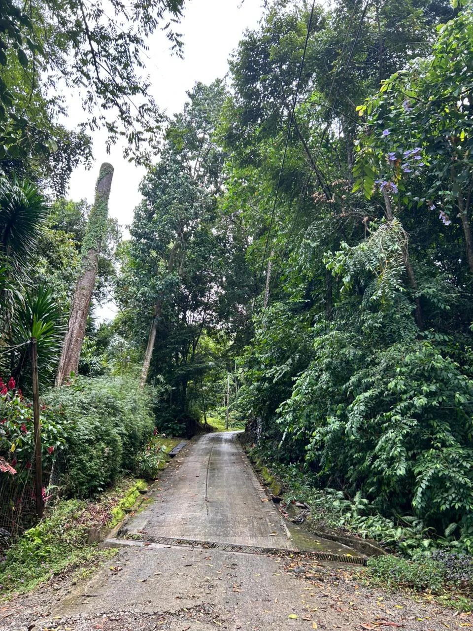 Finca Las Cataratas in Ballena: Mountain Home Construction Site For Sale in Bahía Ballena - Gallery image 17
