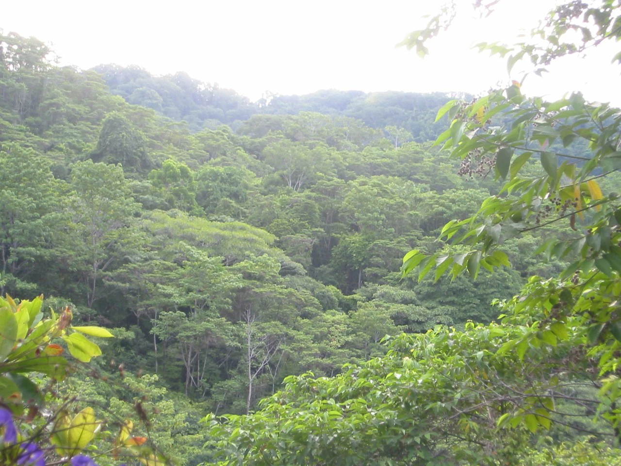 Osa Peninsula, Carate Beach: Incredible Ocean View above the Pacific - Gallery image 25