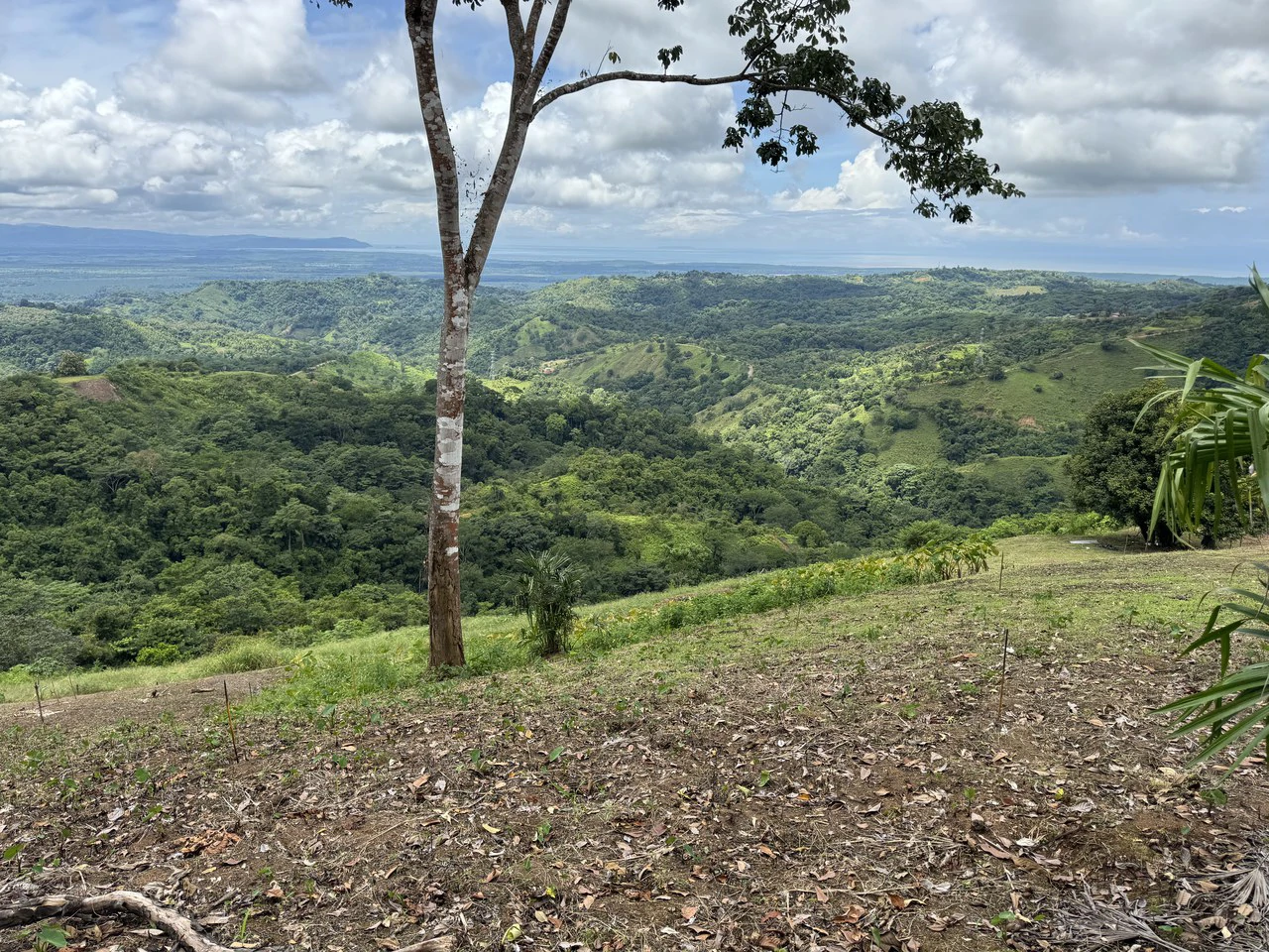 137 Acre Ocean View Farm with Riverfront in Southern Costa Rica - Gallery image 12