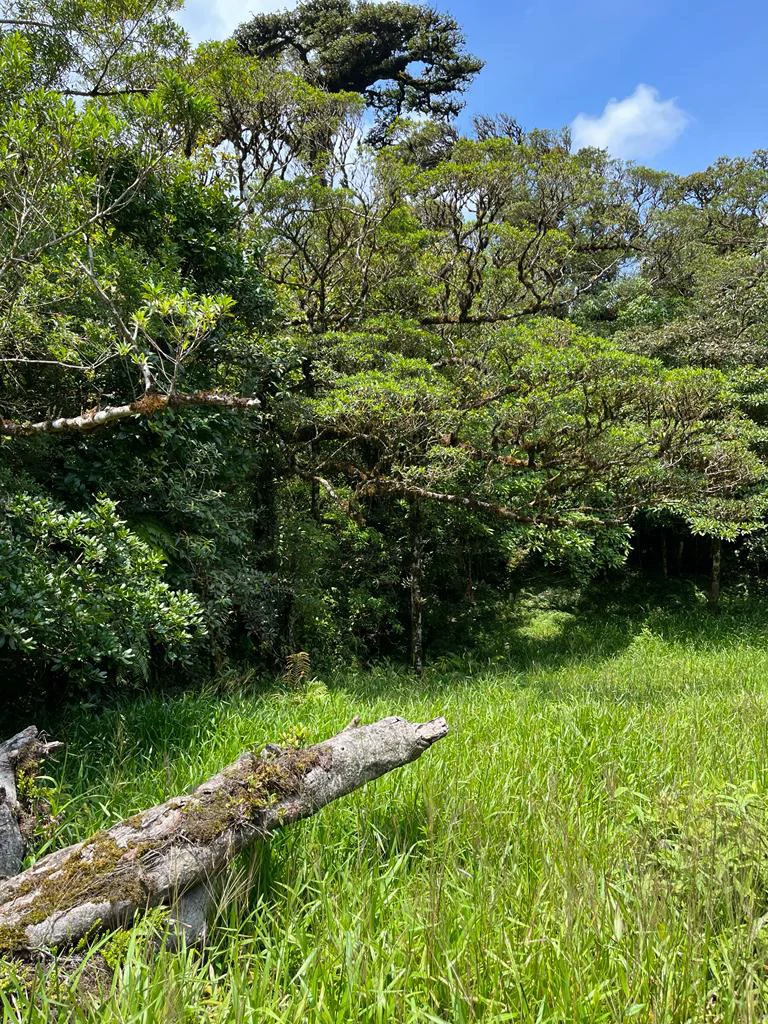 Fantastic property near Biological Reserve - Gallery image 25
