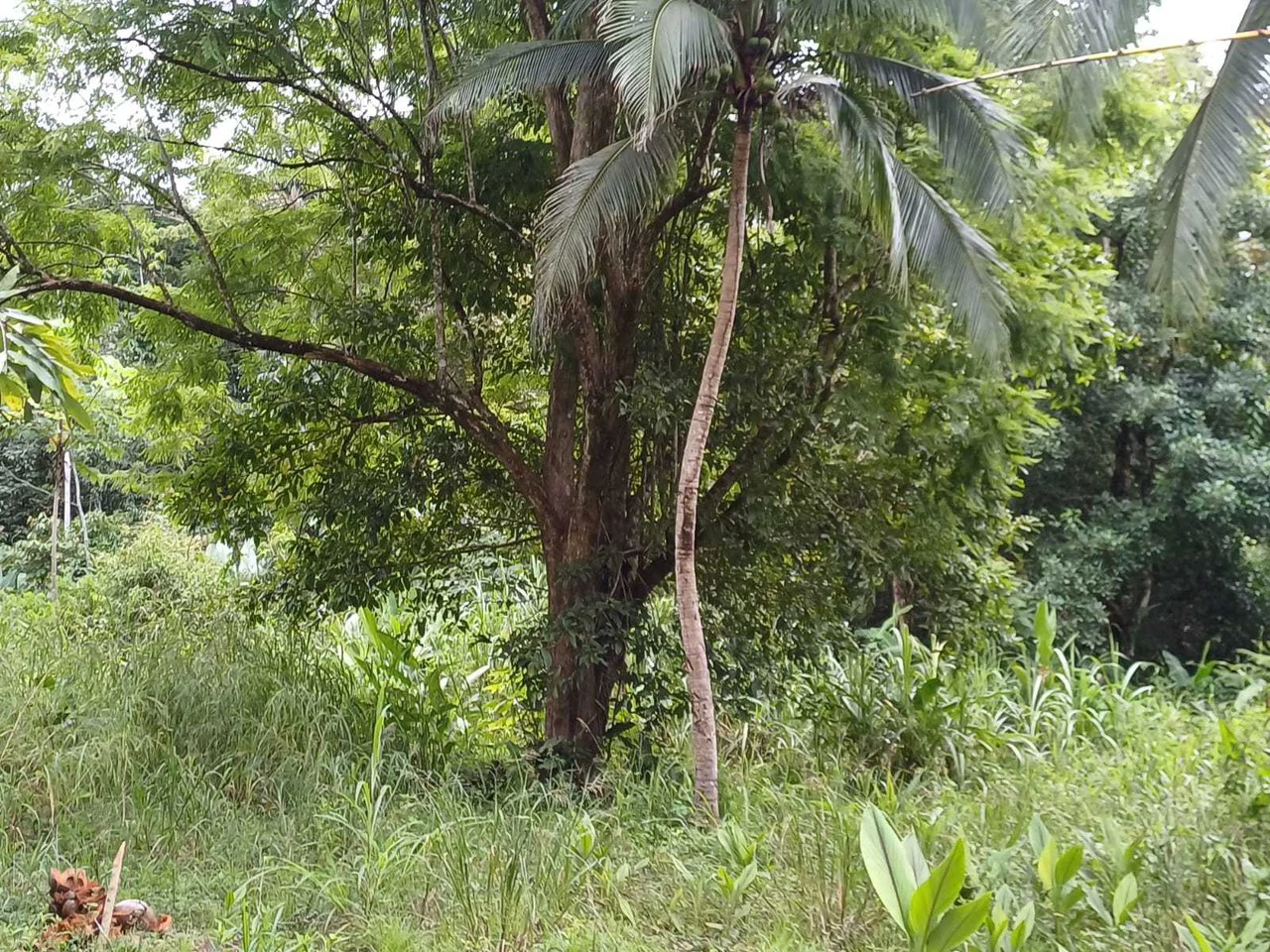 Natura Amapola Reserve, Puerto Jimenez - Gallery image 4