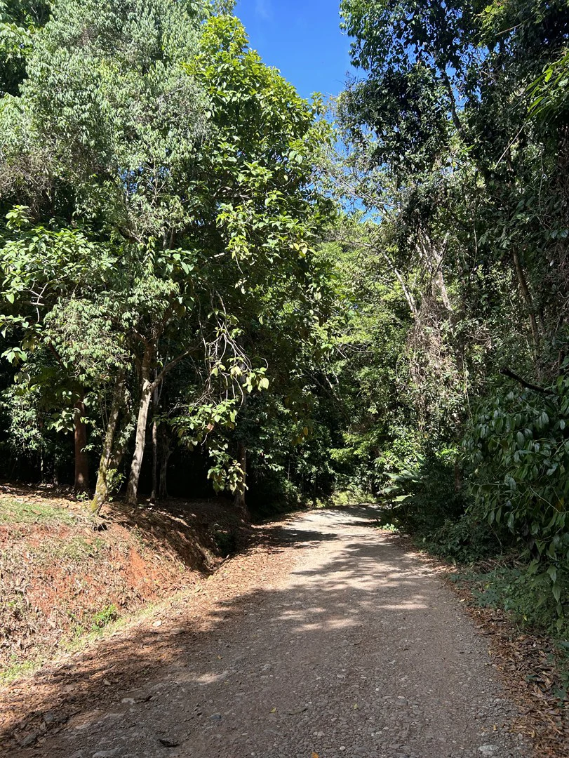 Cabo Matapalo: Jungle View Lot Priced To Sell! - Gallery image 41