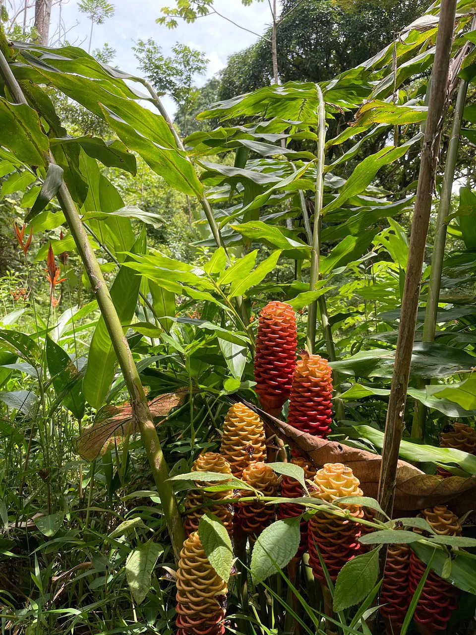 ID 4167: Investment Opportunity: 8-Acre Reforested Mountain Finca in Puriscal - Gallery image 18