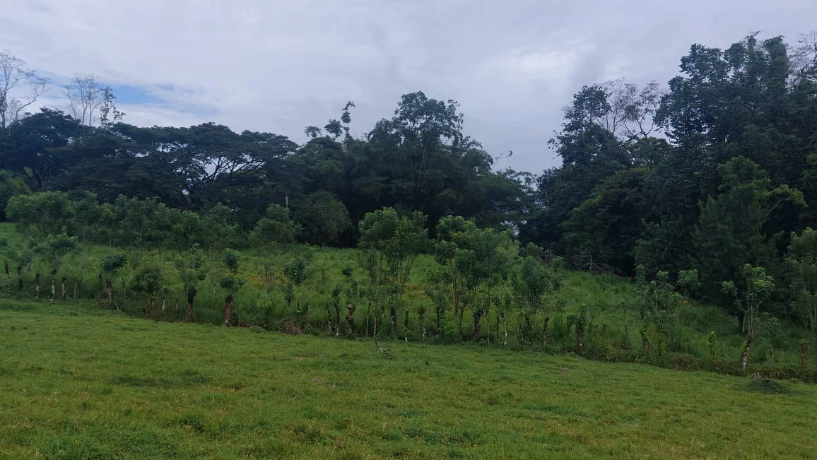 Spectacular Working Cattle Ranch, Guácimo, Limón, Costa Rica 80 ha / 197.6 Acres: Spectacular Working Cattle Ranch, Guácimo, Limón, Costa Rica 80 ha / 197.6 Acres - Gallery image 7